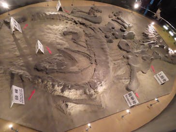 福井県立恐竜博物館に投稿された画像（2023/11/11）