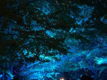 国営昭和記念公園 秋の夜散歩に投稿された画像（2023/11/11）