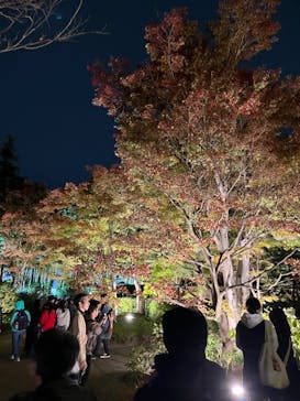 国営昭和記念公園 秋の夜散歩に投稿された画像（2023/11/11）