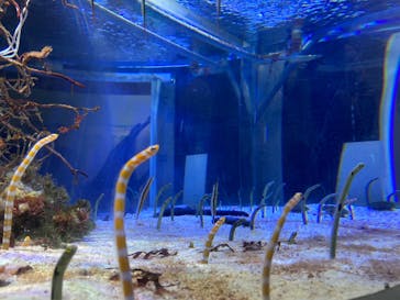 名古屋港水族館に投稿された画像（2023/11/11）