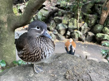 伊豆シャボテン動物公園に投稿された画像（2023/11/11）