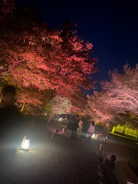 NAKED meets 二条城 2025 観月に投稿された画像（2023/11/11）