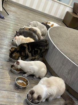 猫カフェモカ　立川店に投稿された画像（2023/11/11）