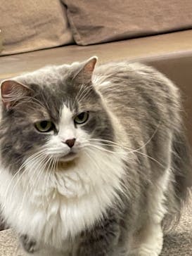 猫カフェモカ　立川店に投稿された画像（2023/11/11）