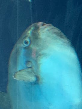 サンシャイン水族館に投稿された画像（2023/11/11）