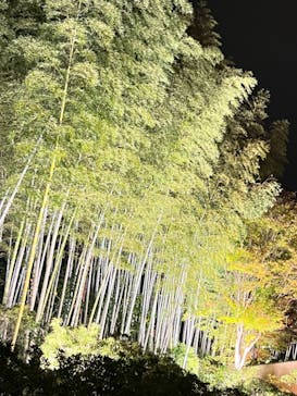 国営昭和記念公園 秋の夜散歩に投稿された画像（2023/11/11）