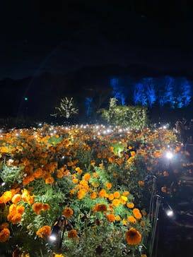 いばらきフラワーパークに投稿された画像（2023/11/11）