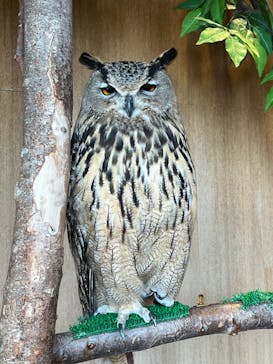 Moff animal cafe 小田原ダイナシティ店に投稿された画像（2023/11/11）