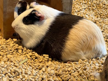 Moff animal cafe 小田原ダイナシティ店に投稿された画像（2023/11/11）