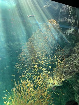 環境水族館アクアマリンふくしまに投稿された画像（2023/11/11）