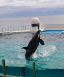 鴨川シーワールドに投稿された画像（2023/11/11）