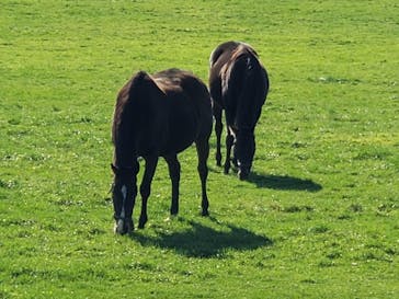 ノーザンホースパークに投稿された画像（2023/11/11）