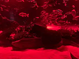 サンシャイン水族館に投稿された画像（2023/11/12）