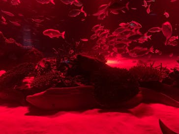 サンシャイン水族館に投稿された画像（2023/11/11）