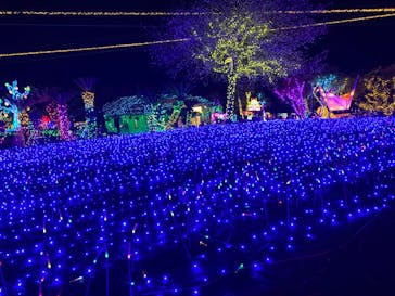 伊豆ぐらんぱる公園に投稿された画像（2023/11/11）