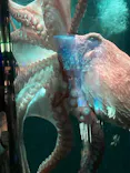サンシャイン水族館に投稿された画像（2023/11/12）