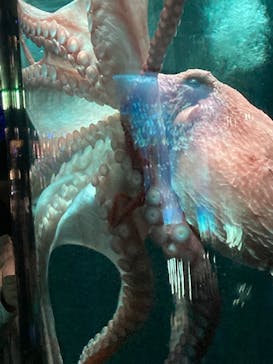 サンシャイン水族館に投稿された画像（2023/11/11）