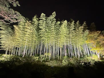 国営昭和記念公園 秋の夜散歩に投稿された画像（2023/11/11）