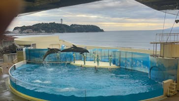 新江ノ島水族館に投稿された画像（2023/11/12）