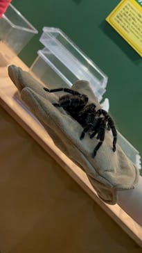 淡路ファームパーク イングランドの丘に投稿された画像（2023/11/12）