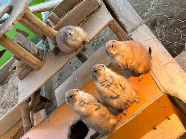 淡路ファームパーク イングランドの丘に投稿された画像（2023/11/12）