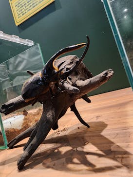 淡路ファームパーク イングランドの丘に投稿された画像（2023/11/12）