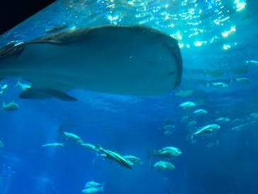 沖縄美ら海水族館に投稿された画像（2023/11/12）