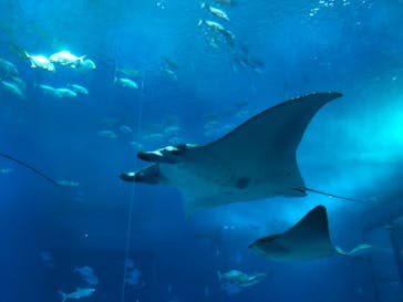 沖縄美ら海水族館に投稿された画像（2023/11/12）