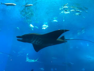 沖縄美ら海水族館に投稿された画像（2023/11/12）