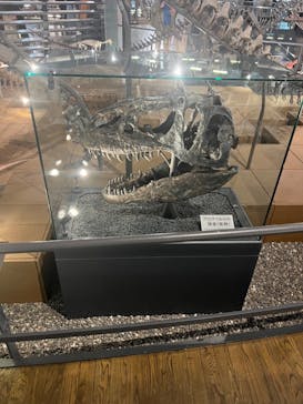 福井県立恐竜博物館に投稿された画像（2023/11/12）