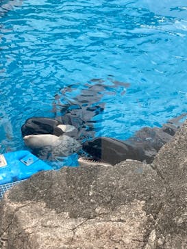 名古屋港水族館に投稿された画像（2023/11/12）