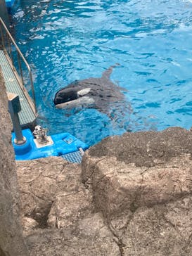 名古屋港水族館に投稿された画像（2023/11/12）