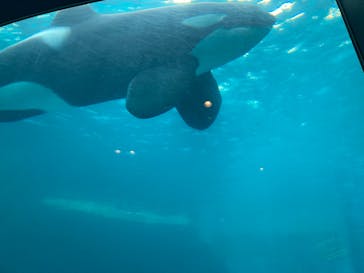 名古屋港水族館に投稿された画像（2023/11/12）