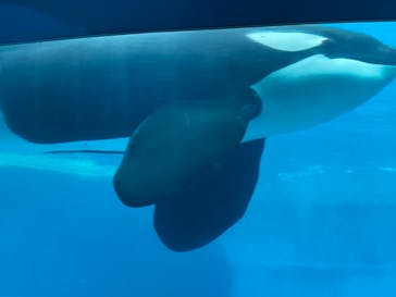 名古屋港水族館に投稿された画像（2023/11/12）