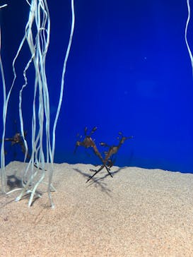 サンシャイン水族館に投稿された画像（2023/11/12）