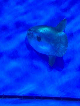 アクアワールド茨城県大洗水族館に投稿された画像（2023/11/12）