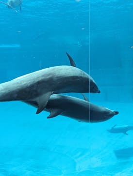 名古屋港水族館に投稿された画像（2023/11/12）