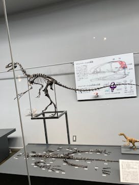 福井県立恐竜博物館に投稿された画像（2023/11/12）