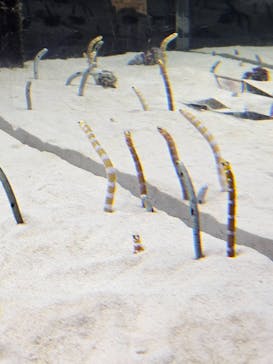 京都水族館に投稿された画像（2023/11/12）