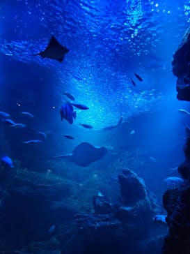 京都水族館に投稿された画像（2023/11/12）