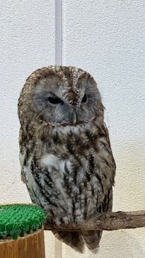 アニタッチみなとみらいに投稿された画像（2023/11/12）