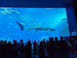 沖縄美ら海水族館に投稿された画像（2023/11/12）