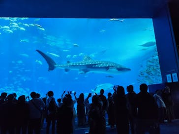 沖縄美ら海水族館に投稿された画像（2023/11/12）