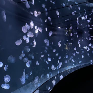 サンシャイン水族館に投稿された画像（2023/11/12）