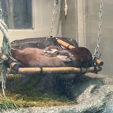 サンシャイン水族館に投稿された画像（2023/11/12）