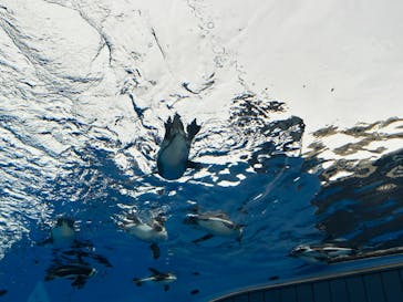 サンシャイン水族館に投稿された画像（2023/11/12）