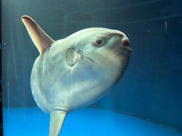 サンシャイン水族館に投稿された画像（2023/11/12）