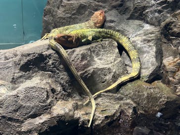 サンシャイン水族館に投稿された画像（2023/11/12）