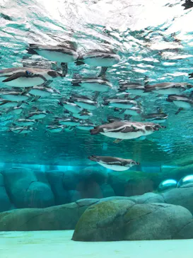 天王寺動物園に投稿された画像（2023/11/12）