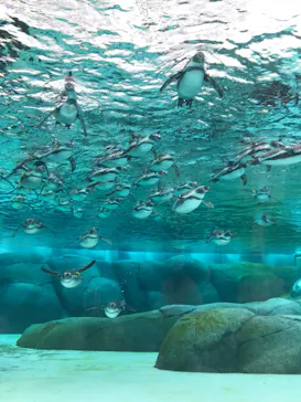 天王寺動物園に投稿された画像（2023/11/12）
